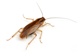 local pest control london